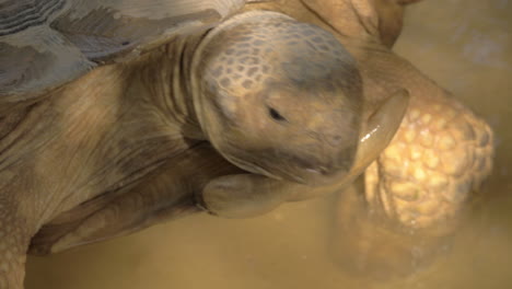 Eine-Nahaufnahme-Des-Kopfes-Einer-Großen-Schildkröte