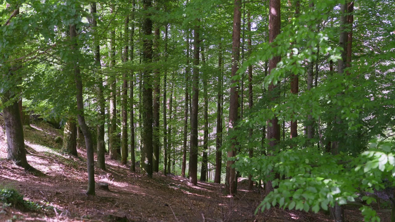 Foresta illuminata dal sole di alti alberi decidui su un fianco di collina in pendenza con il terreno coperto di foglie a Geres, Portogallo.