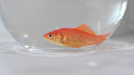 a close-up of a goldfish inside a fishbowl, gold fish footage