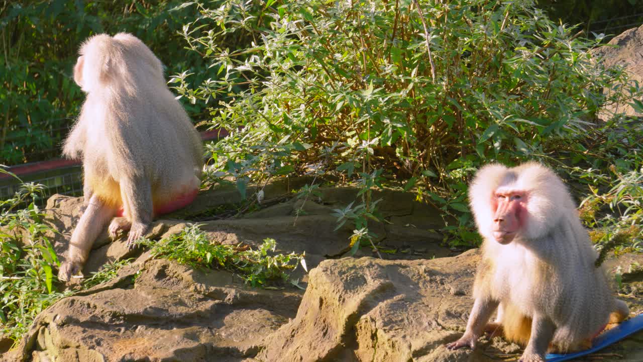 Pair of Hamadryas Baboon Monkeys Sitting on Rock with Shrubbery as One Calls Out in Distinctive Call 4K