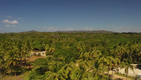 Aerial-crane-shot-of-palm-trees-and-blue-sky-in-tropics