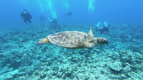 turtle swimming with divers underwater