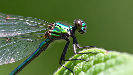 macro close-up of a green iridescent damselfly on a leaf