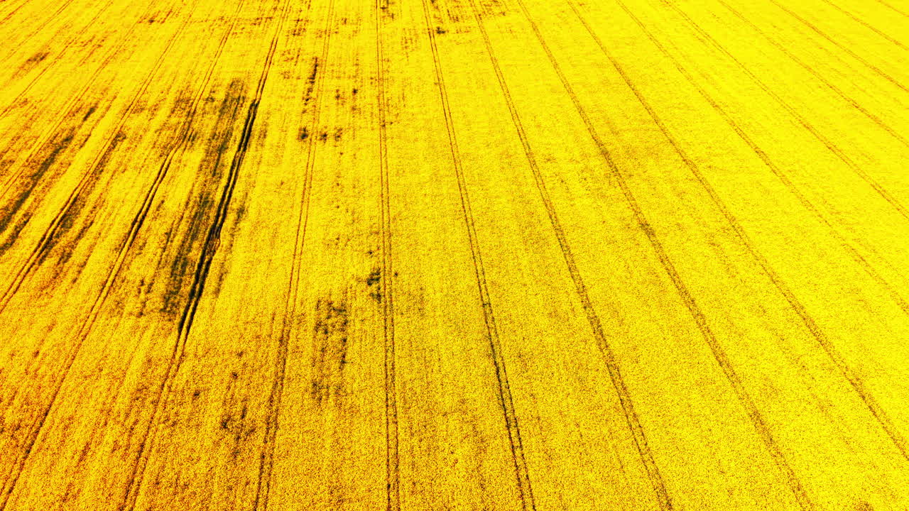 Large yellow canola field showing repeating parallel tractor tracks disappearing into the distance. Perspective view of yellow rapeseed field with tractor lines