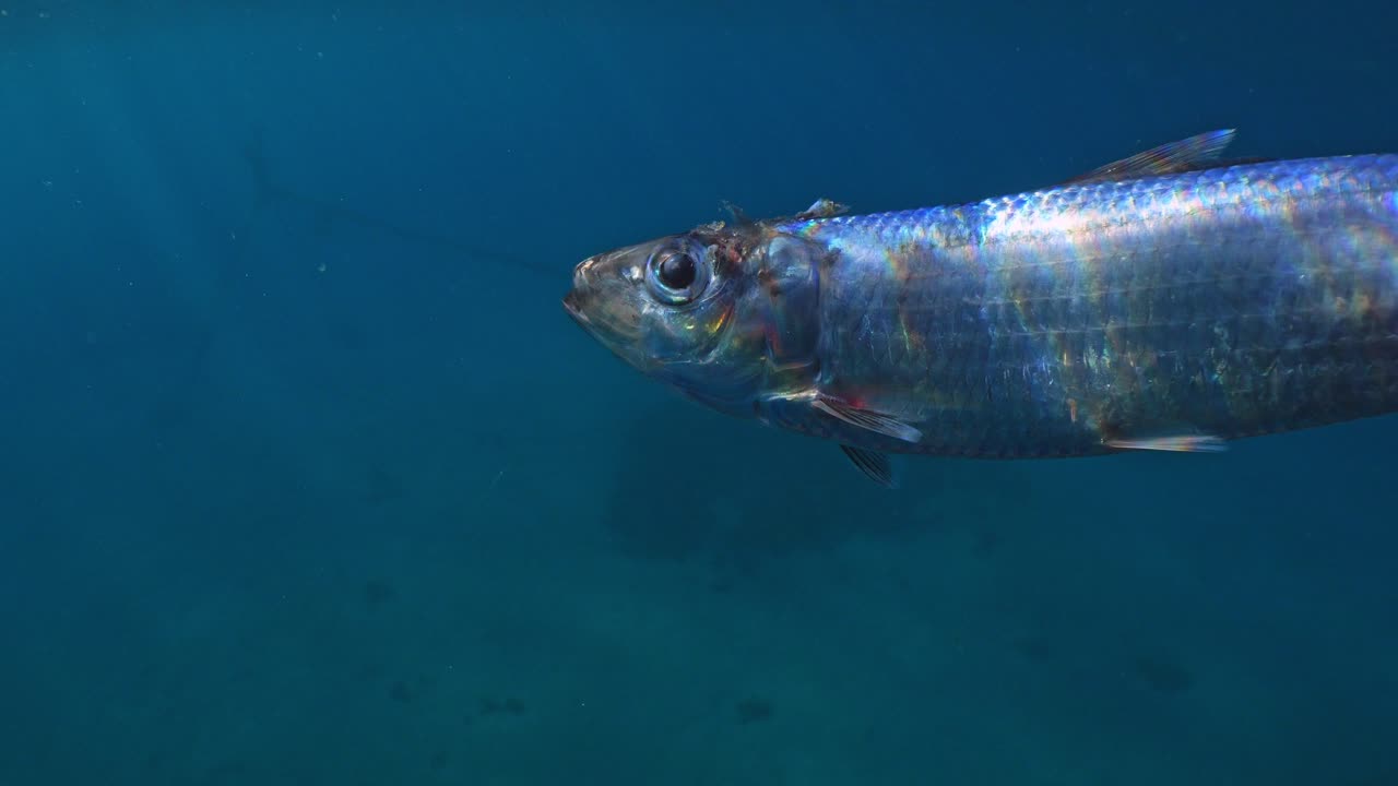 Toter Fisch treibt mit glänzenden Schuppen und Sonnenstrahlen im blauen Wasser.