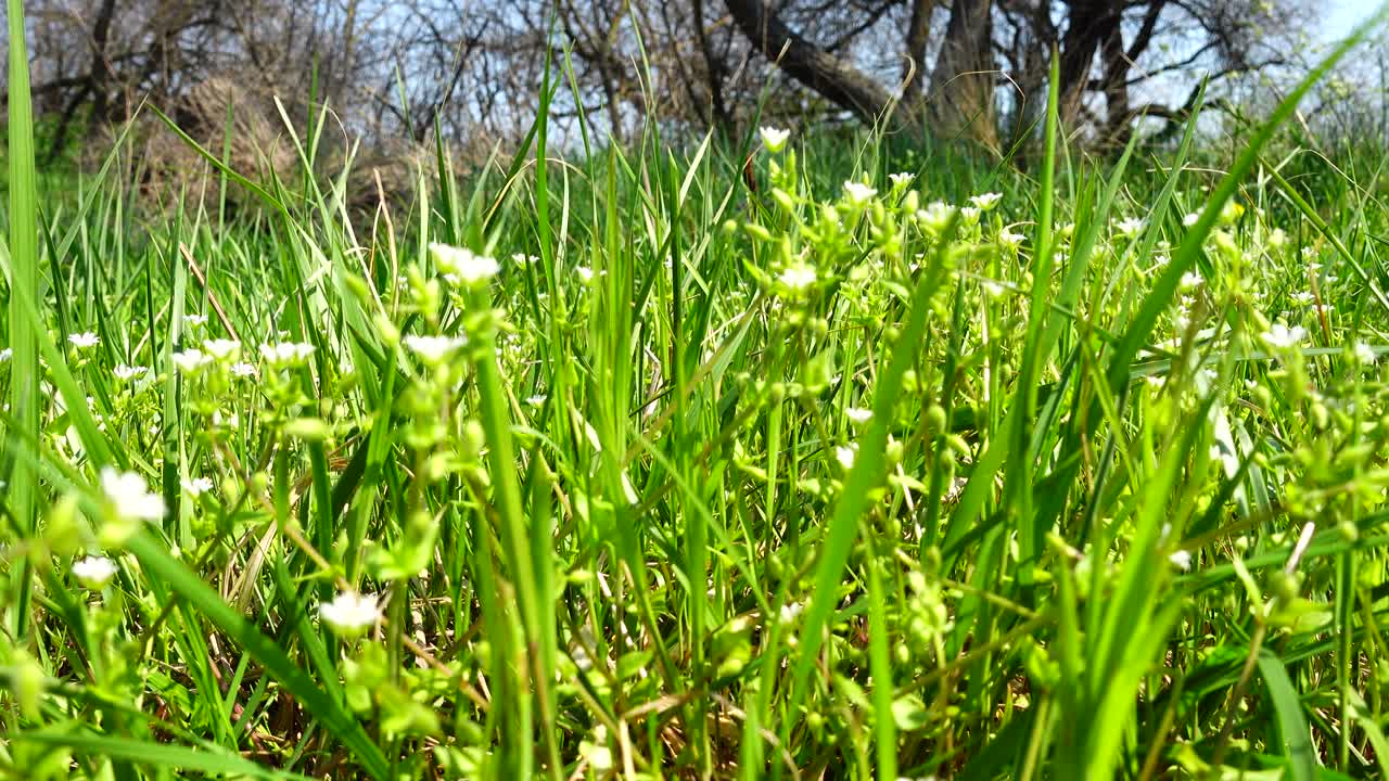 Spring flowers in a grass