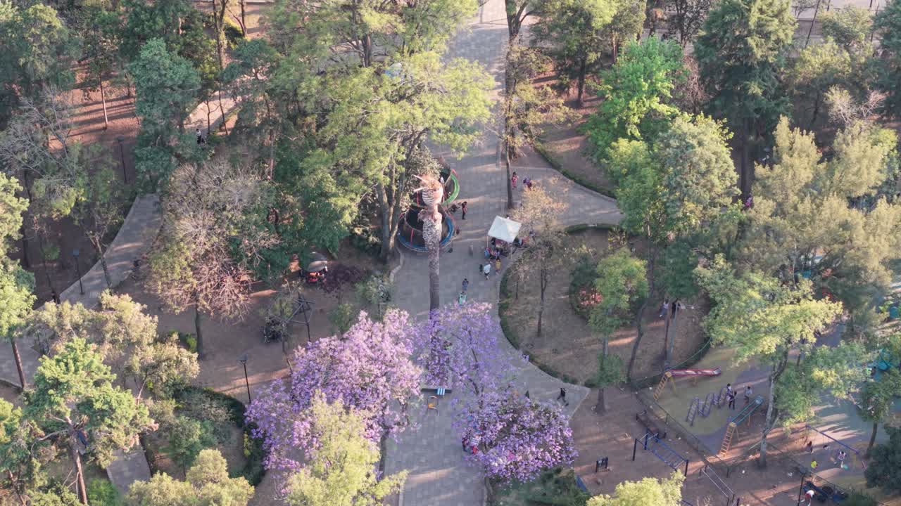 Drone view of a Mexico City park with spring jacarandas