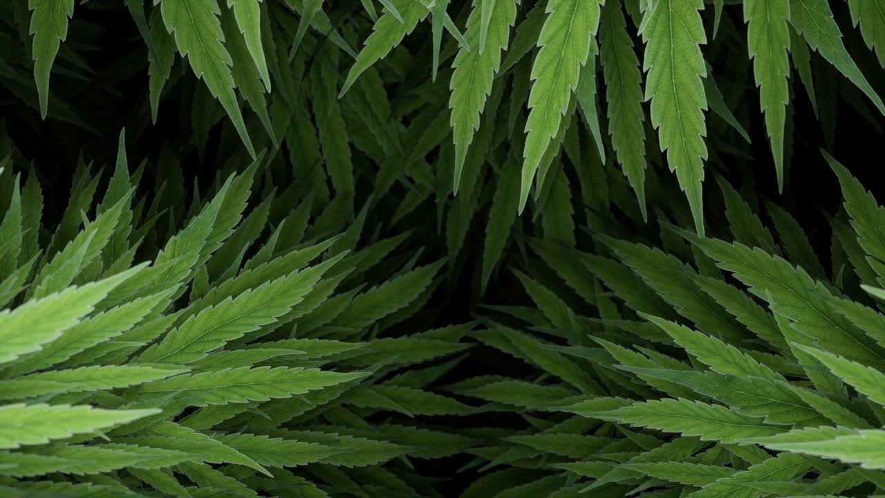 Cannabisblader på mørk bakgrunn