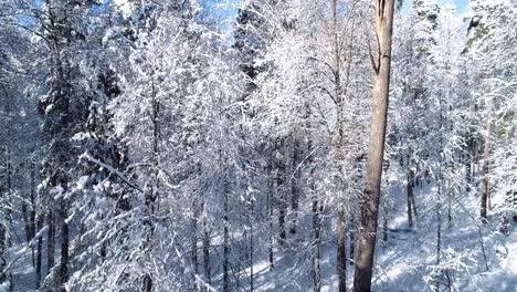 Flying-between-the-trees-in-snowy-forest-winter.