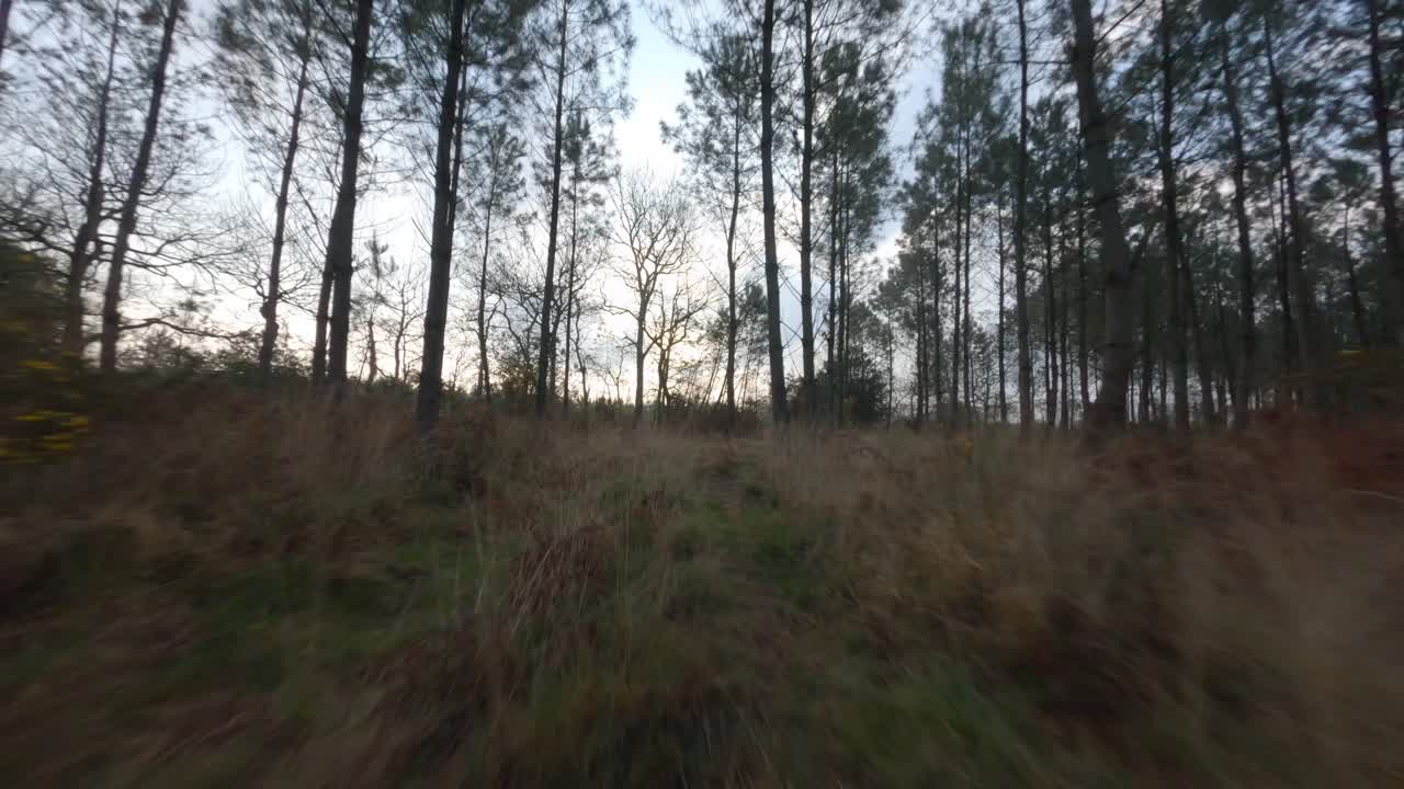 Tree trunks and bare branches in forest, undergrowth, Landes in Nouvelle-Aquitaine, France