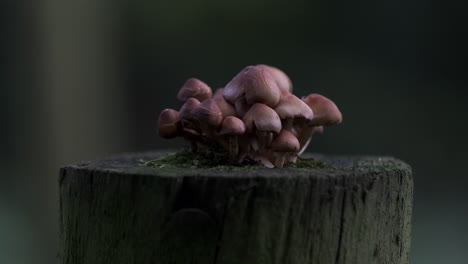 Hongos-Silvestres-Que-Crecen-Desde-Lo-Alto-De-Un-Poste-De-Puerta-Podrido-En-Un-Bosque-Oscuro,-Worcestershire,-Inglaterra