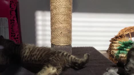 kittens