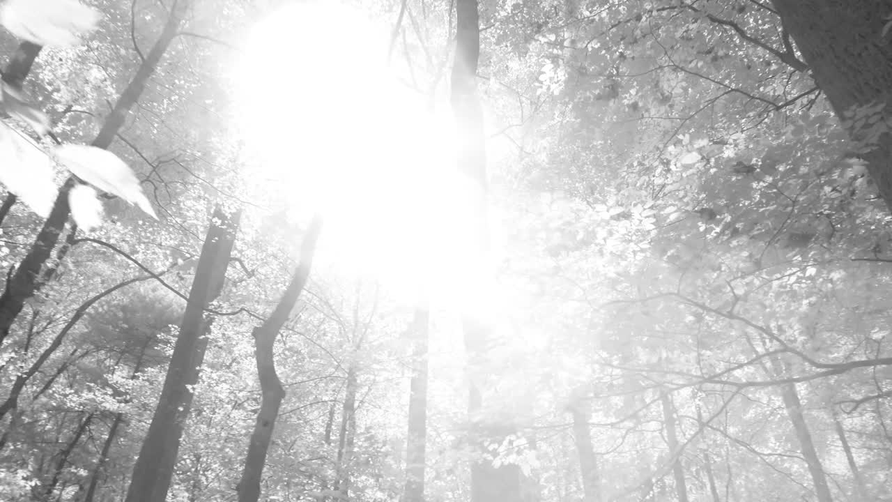 Monochrome Forest Scene