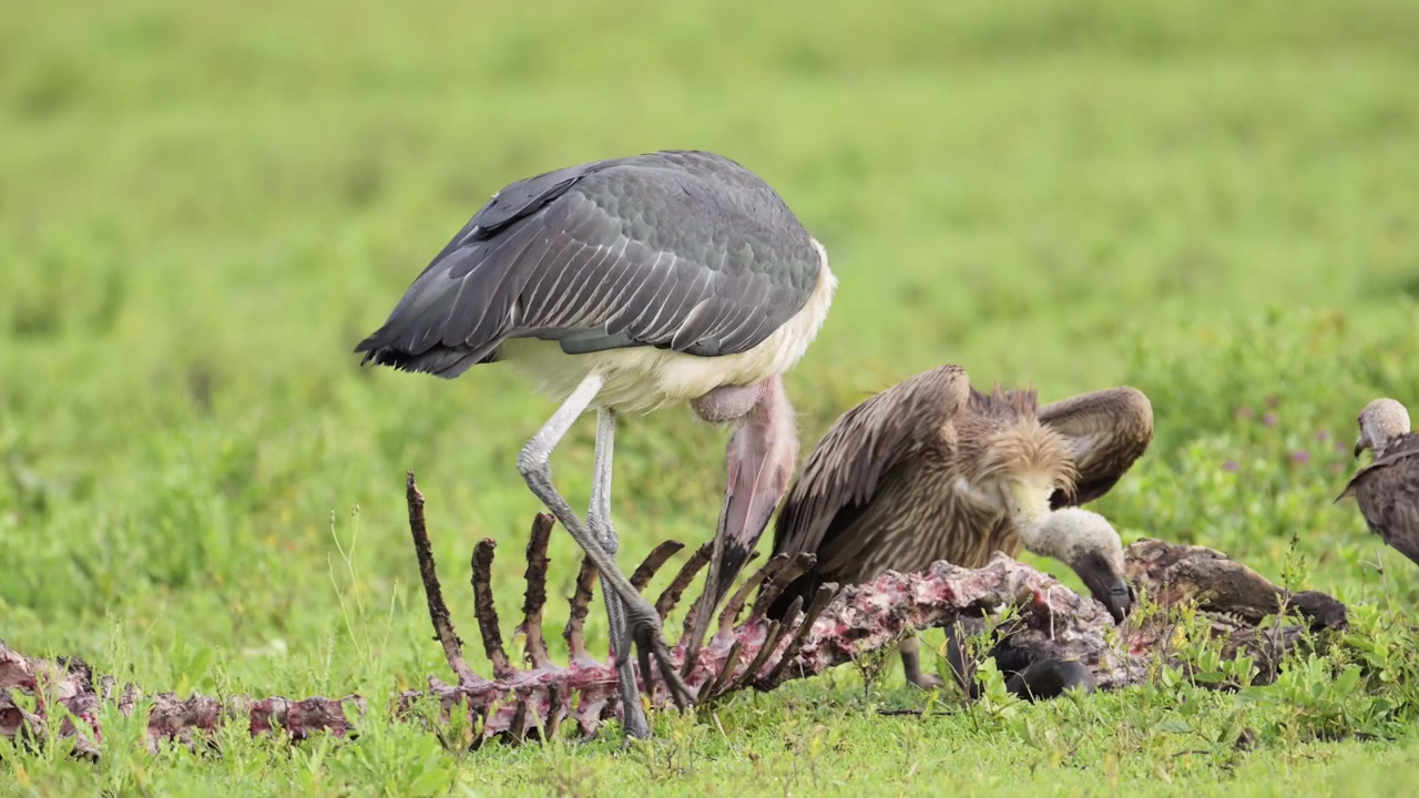 Buitres y marabúes carroñeando en el Parque Nacional Serengueti, grandes aves carroñeras africanas alimentándose y buscando huesos de un cadáver en Tanzania, África.