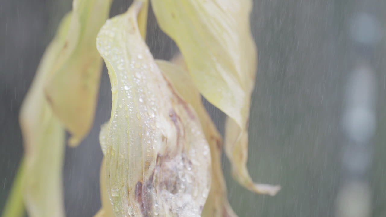 Close-up of withered leaves in gentle rain, droplets glistening softly