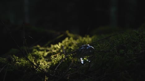 time lapse of a crystal ball on moss in a forest reflecting the landscape with fast changing light