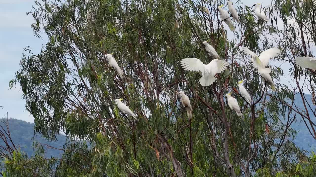 Sulfur-crested cockatoos gracefully land and perch on trees in a natural Australian setting