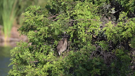 black-crowned night-heron juvenile perched in a bush, venice, florida