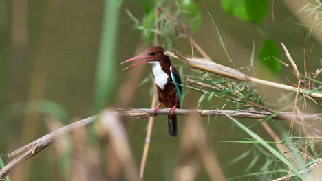 a white throated kingfisher perched on a dried grass stem waiting for some prey to come along