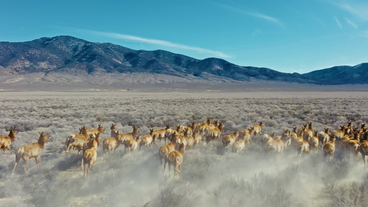 Drone shot of a large herd of elk running through sagebrush in the Nevada high desert in the morning toward beautiful snow capped mountains. Aerial shot, camera tilts up as it flies foward
