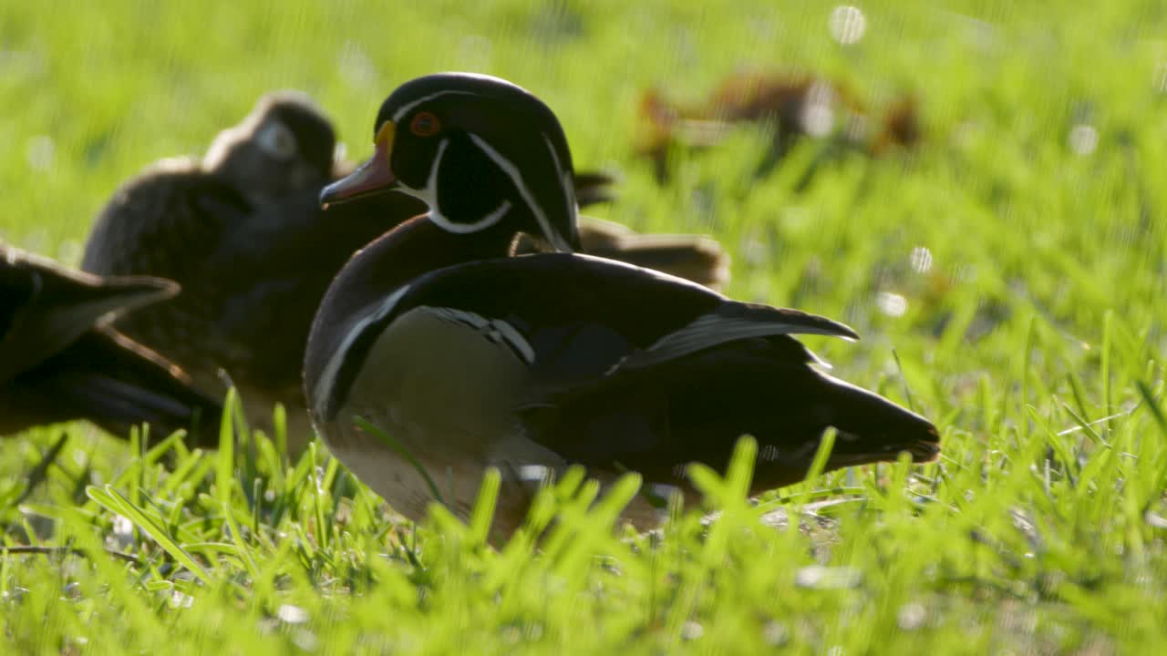 самка деревянной утки сидит среди других в зеленой траве