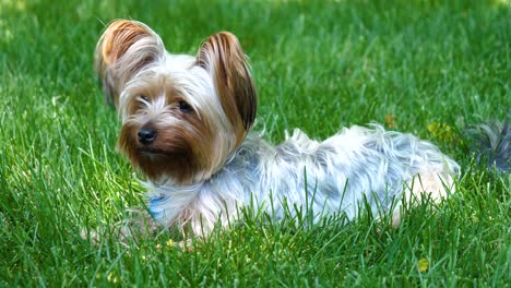 happy little yorkie dog lying down in grass and looking around - 60fps