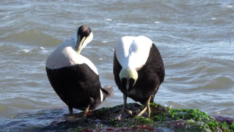 two common eiders sitting on a rock along the rocky seashore