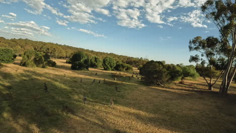 Melbourne-Australia-Canguros-Al-Atardecer-Pastando-En-Un-Dron-De-Campo-Abierto-Que-Pasa-Volando