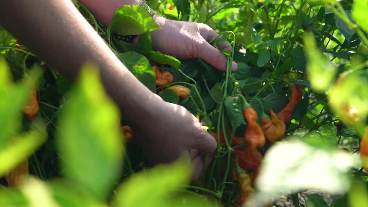 Agricoltore che mostra peperoncini Aji Amarillo freschi da una pianta del giardino di casa per uso culinario