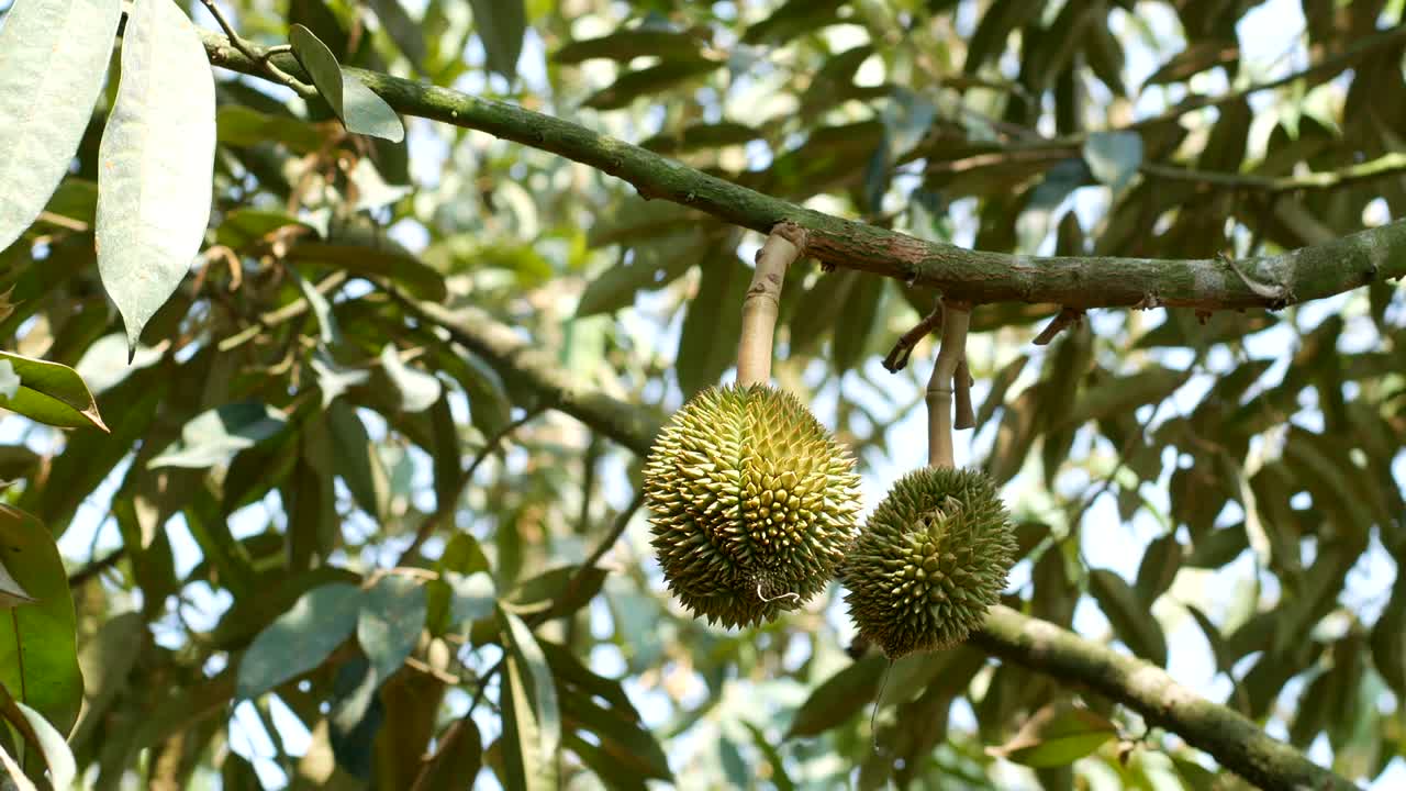 Durian fruit on tree