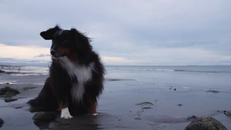 Hermoso-Perro-Sentado-En-La-Playa-Con-El-Pelo-Soplando-En-El-Viento