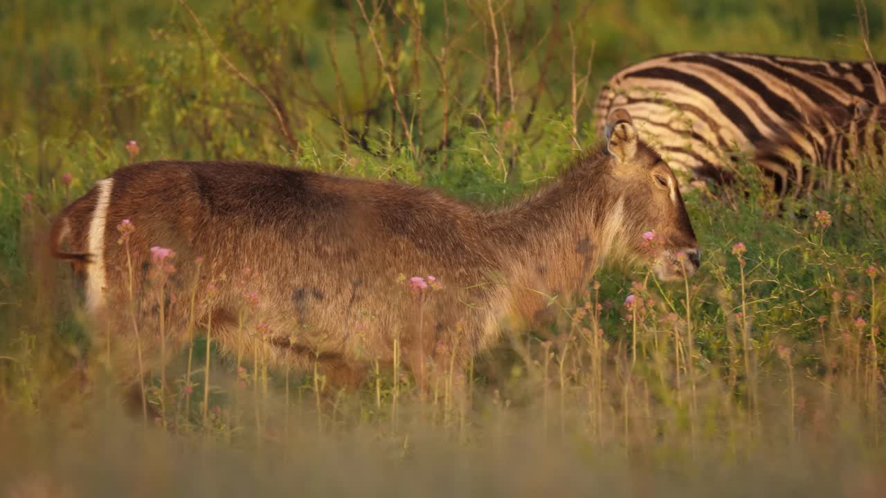 Kvindelig vandbuk går forbi zebraer i græslandskab, sporingsoptagelse.