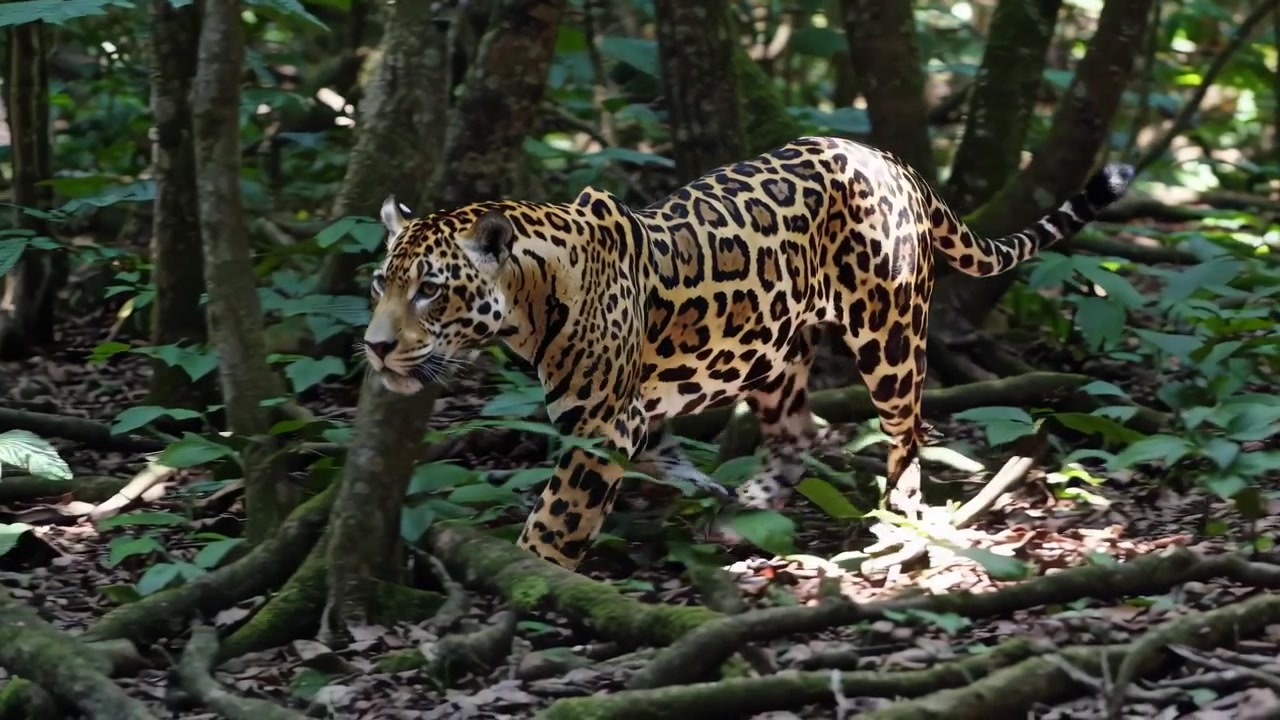 Onça-pintada caminhando pela densa floresta tropical
