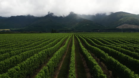 wine fields on south island, te waipounamu