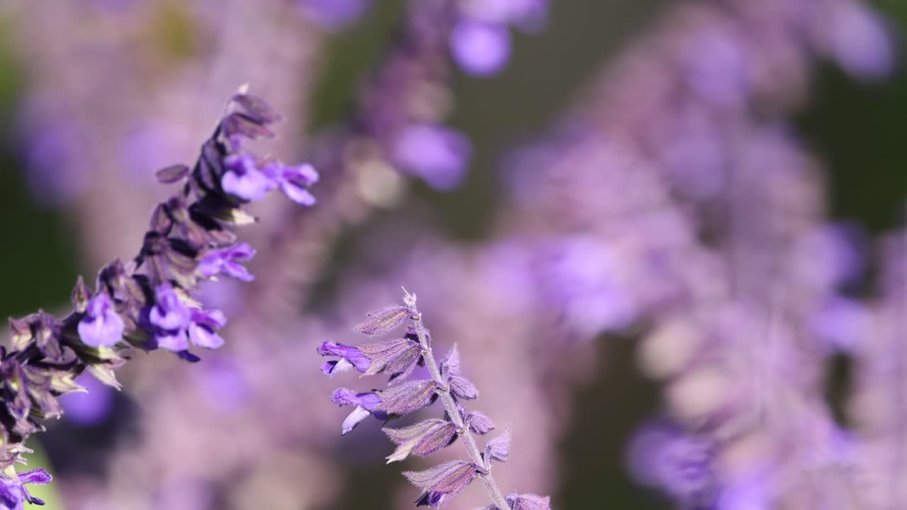 primer plano de las flores de lavanda balanceándose en el viento