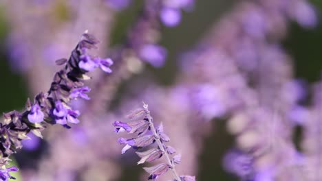 close-up of lavender flowers swaying in the wind