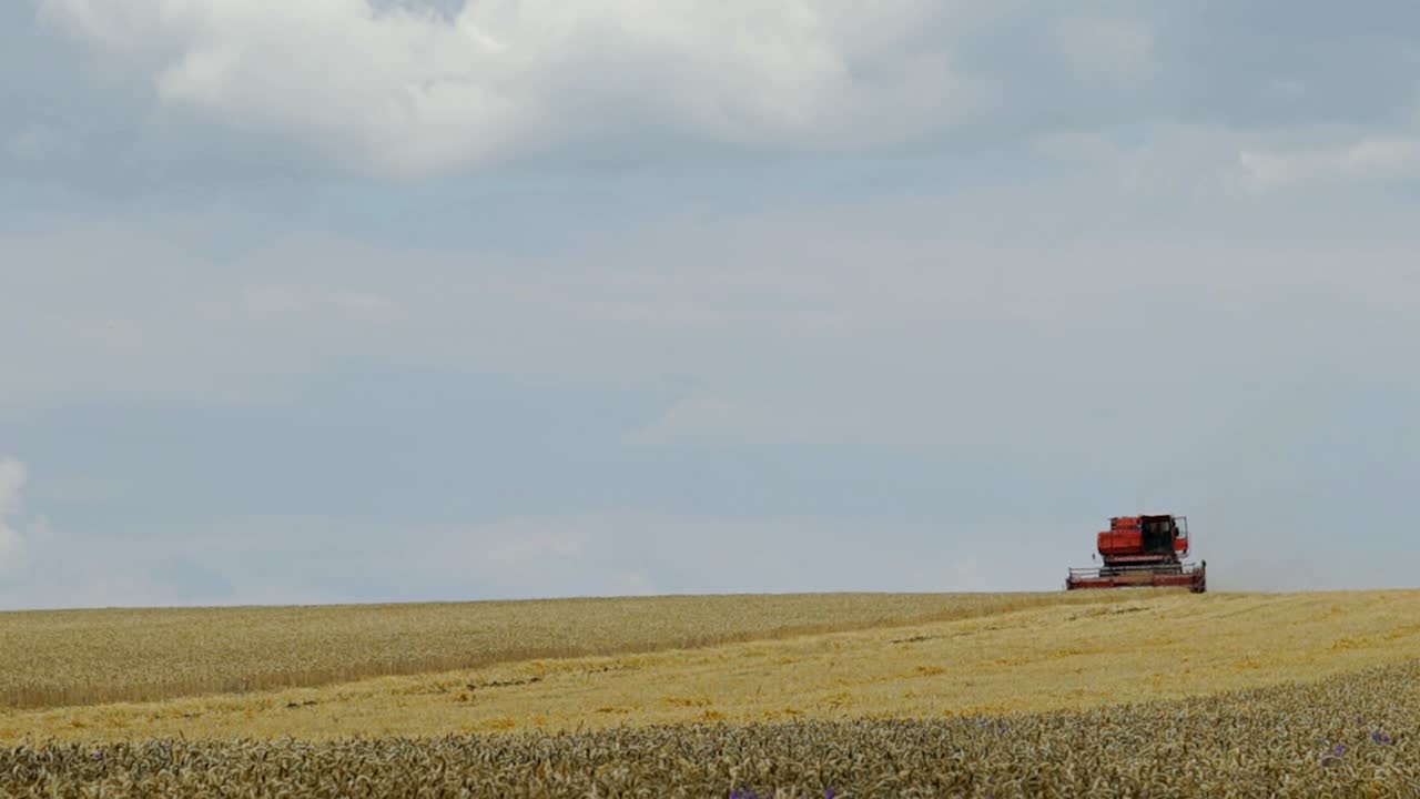 Harvest time. Combine blade harvesting wheat