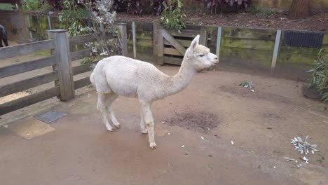 alpaca esponjosa blanca caminando y dando vueltas en una jaula