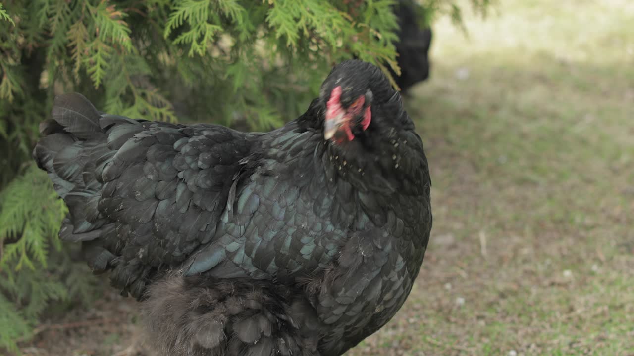 pollo en el patio cerca del árbol. pollo negro en el pueblo