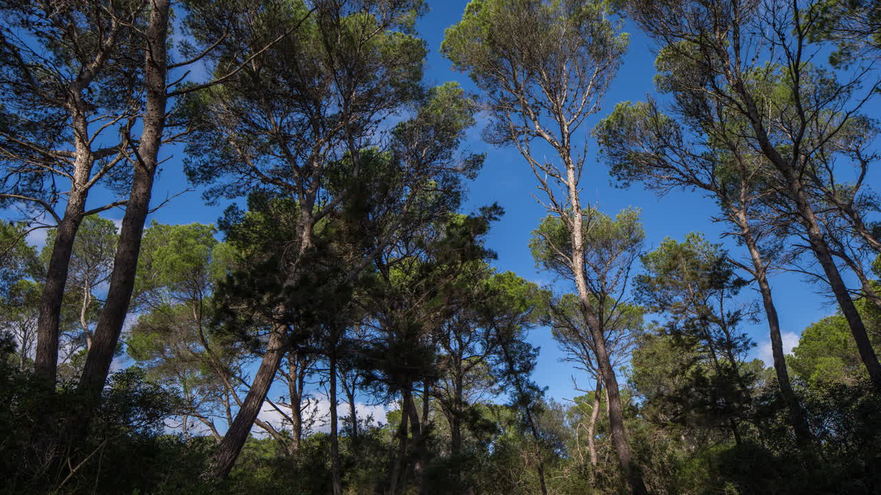 몬드라고 소나무 4k 02