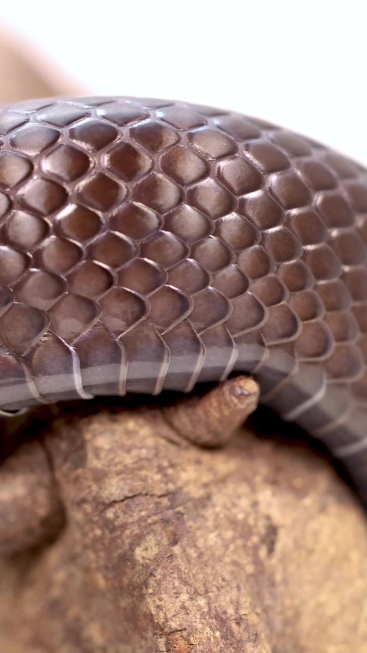 Un serpente reale nero messicano si avvolge lentamente attorno a un ramo in un ambiente ben illuminato, mostrando le sue squame lucide