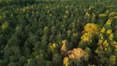 Forest-rich-Hills-Of-Veluwe-During-Autumn-Season-In-Gelderland,-Netherlands