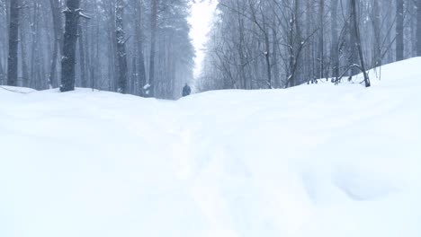 snowy forest path