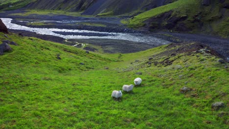 three white sheeps grazing on pasture with green grass near the valley in iceland