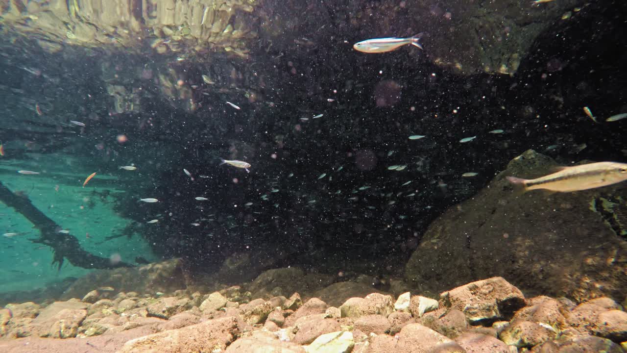 peces nadando en aguas poco profundas muy claras y transparentes