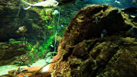 fish swimming peacefully around a rocky aquarium