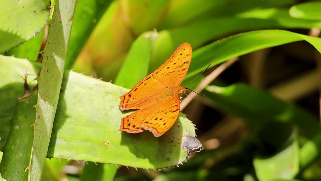 A vibrant orange butterfly perches on a green leaf in a lush rainforest setting, captured in natural sunlight