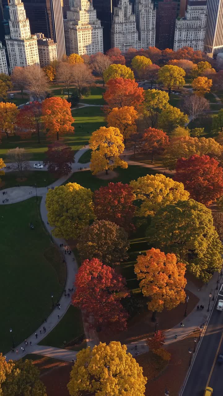 Aerial video view of a city park in autumn, showcasing vibrant foliage and skyscrapers