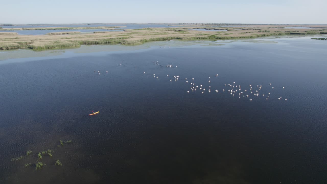 kayak remando hacia una gran bandada de pelícanos en un gran lago con islas de vegetación