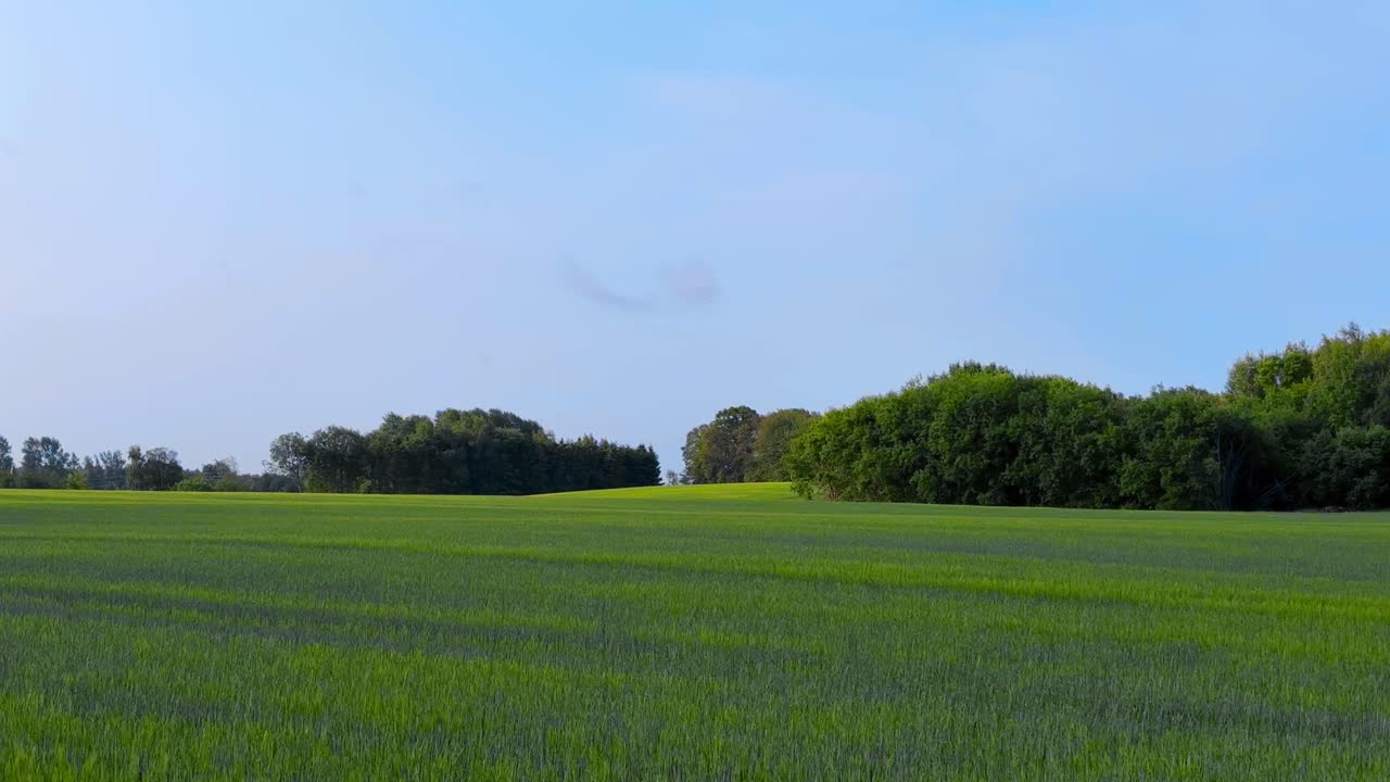 Peaceful Field Beneath Summer Sky
